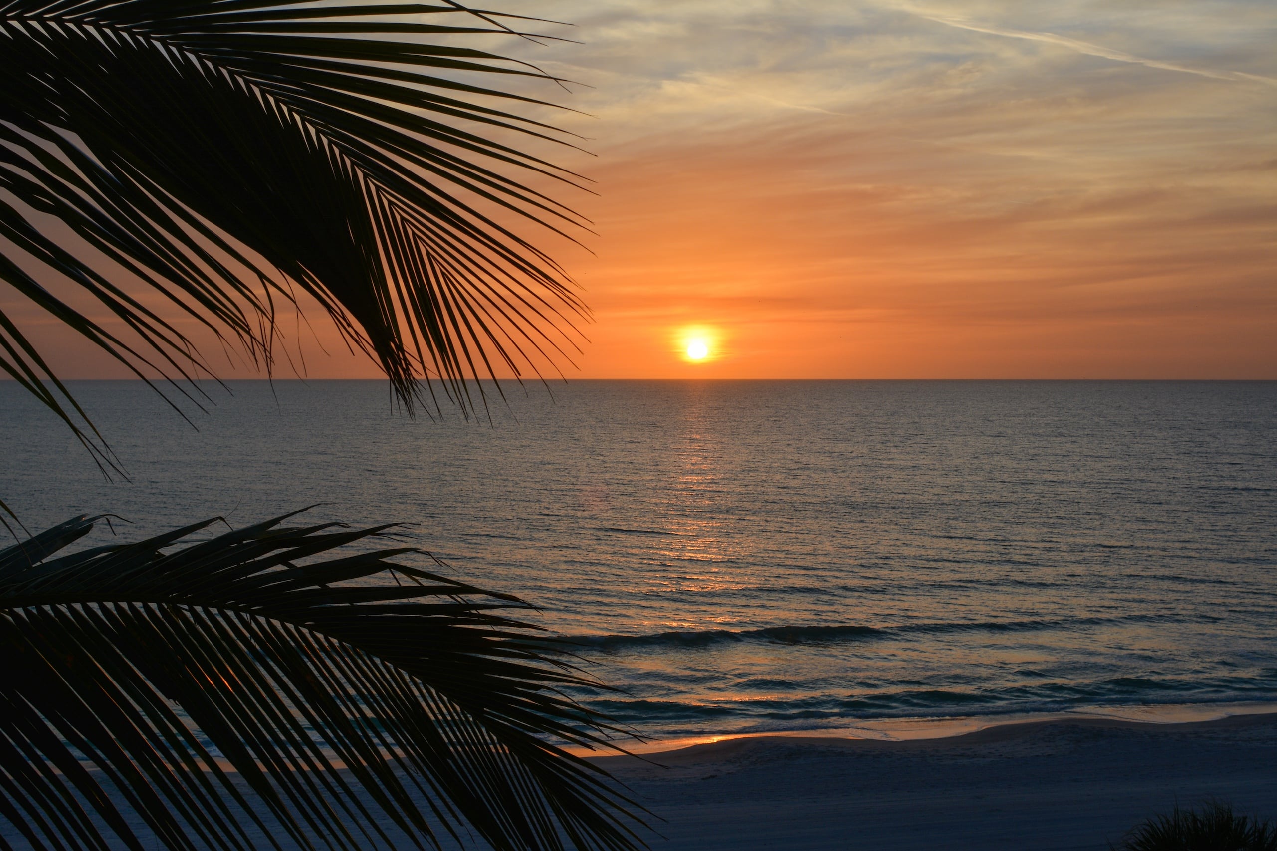 Sunset over the Gulf of Mexico with a palm tree